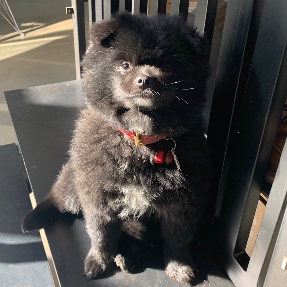 Meet your Posher, Jason